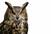Great Grey Owl head png, an Animal Photo by VetalStock (Thumbnail 2 of 2)