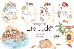 Watercolor Life Cycle Bundle