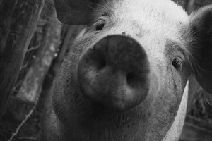 Nosy Pig