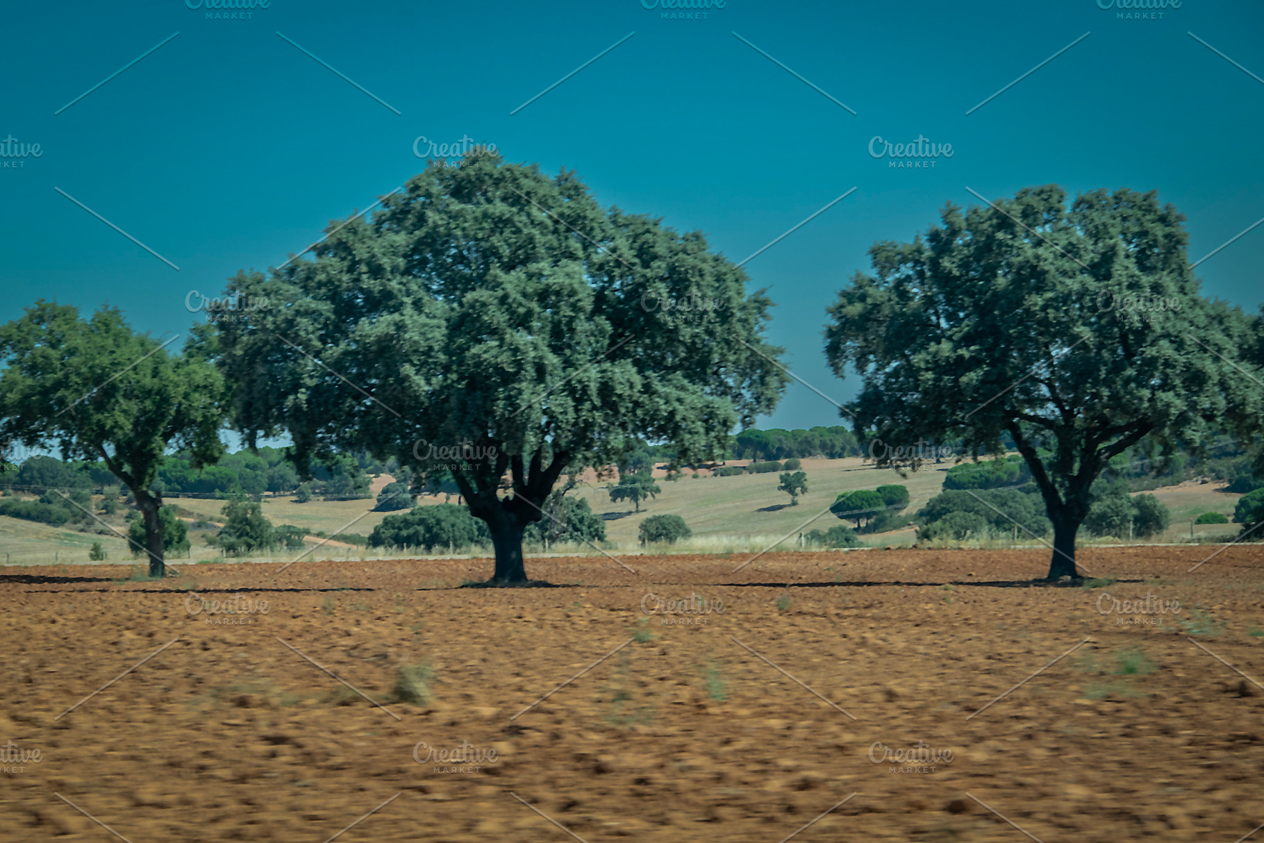 Oak trees on dry countryside field, portugal, a Nature Photo by DanFLCreativo