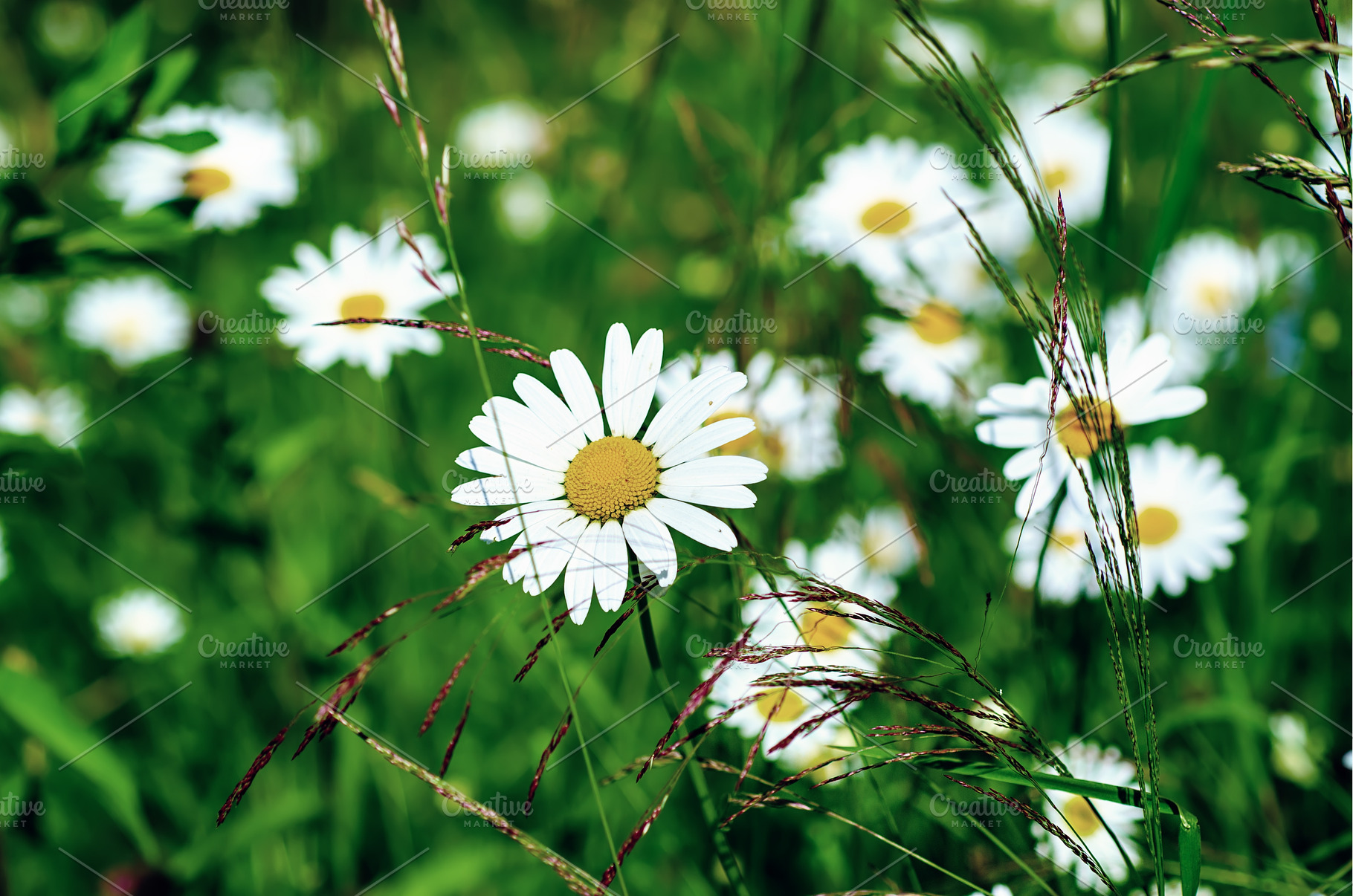 Wild camomile flowers, a Nature Photo by Nature and travel