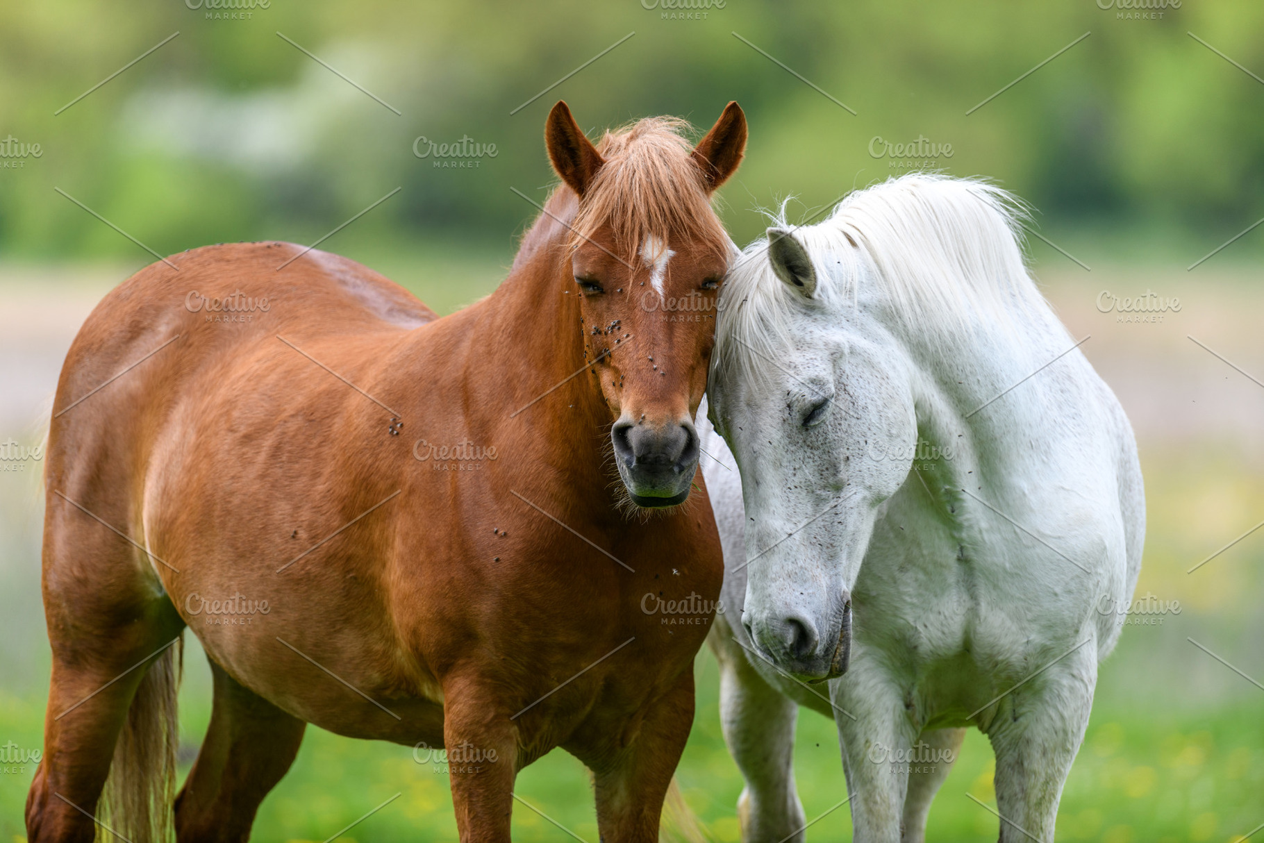 White and brown love horse on field, an Animal Photo by Byrdyak