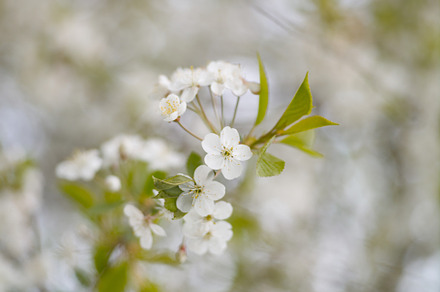 Blooming white cherry in spring day featuring blossom, flower, and white, a Nature Photo by oleghz