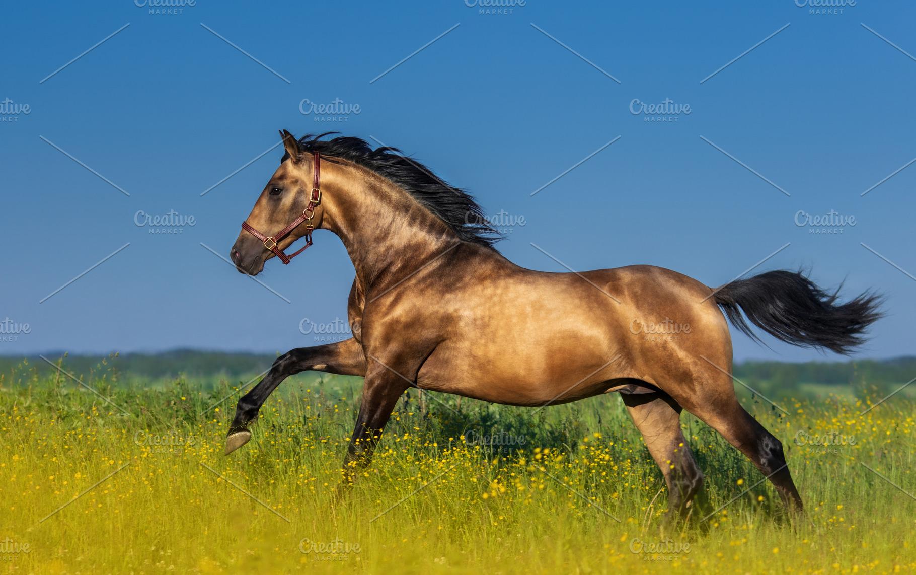 Golden bay Andalusian horse, an Animal Photo by Horses and Dogs