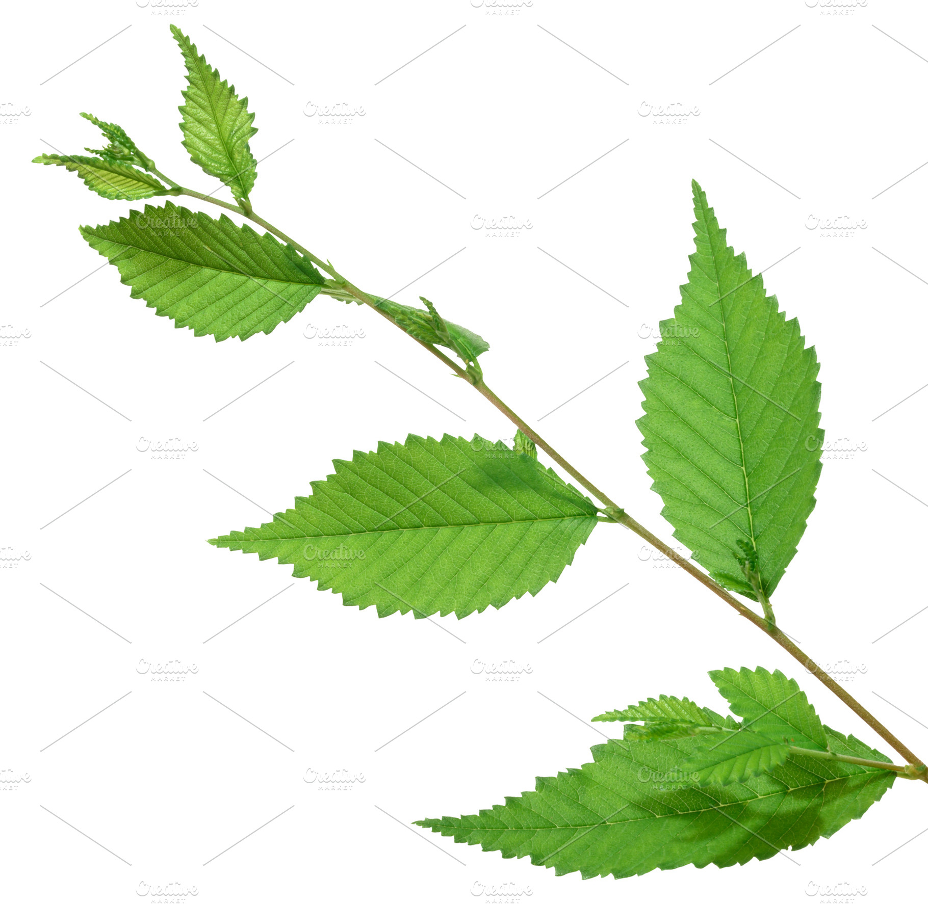 Fresh green branch of a Chinese Elm  Ulmus parvifolia, Lacebark, a Nature Photo by ndanko