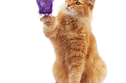 Adult ginger fluffy cat plays with a featuring red, cat, and closeup, an Animal Photo by ndanko
