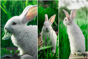 Spring Rabbits Stock Photo Bundle, a Social Media Template by Elijah (Thumbnail 4 of 5)