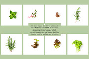 Organic Kitchen. Scene Creator, an Object Graphic by ifiStudio (Thumbnail 4 of 6)