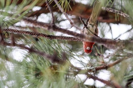 Red Bird Looking Down