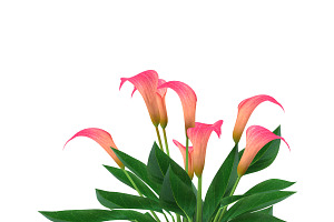 Calla Lily Pink