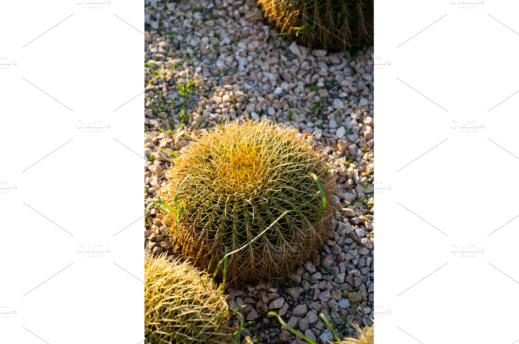 Golden barrel cactus (Echinocactus, a Nature Photo by volodymyrshtun13795