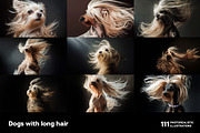 Dogs with long hair. 111 images, an Animal Photo by Handmadefont (Thumbnail 6 of 15)