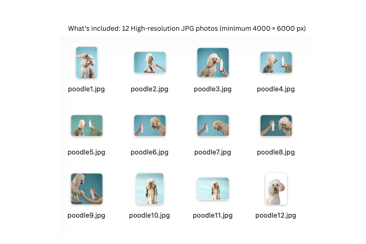 Dog Grooming Studio Photo Pack, an Animal Photo by Animalistica (Photo 3 of 3)