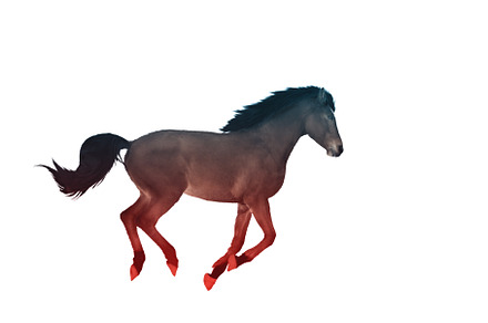 brown horse runs in mystical colors, an Animal Photo by Pakosta