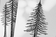 Hand Drawn Pine Trees, an Illustration by Dene Studios (Thumbnail 3 of 6)
