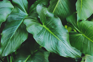 Tropical Arum Lily Leaves Photo, a Nature Photo by René Jordaan Photography