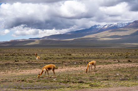Vicunas Grazing in the Plains of Peru's Majestic Mountains