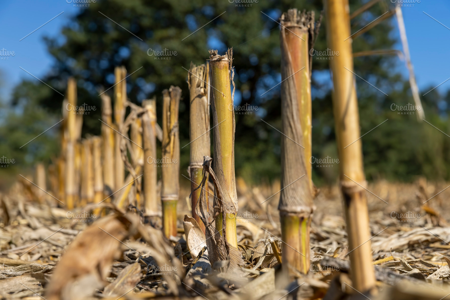 dry stubble left after the corn harvest in the autumn season, a Photo by rsoollAI