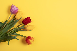 Bouquet of vibrant tulips in red, yellow, and pink arranged on a, a Holiday Photo by Ales Munt