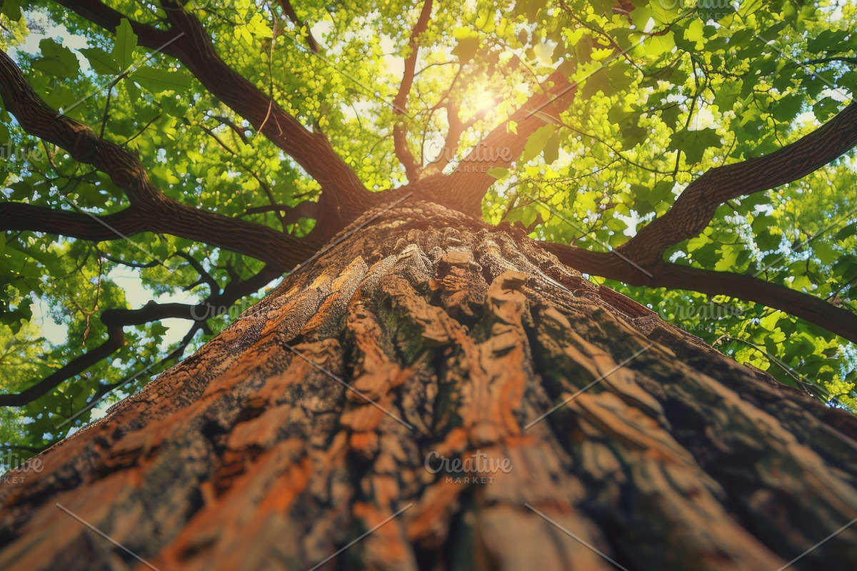 98 Trees view from below, a Nature Photo by Handmadefont (Photo 13 of 98)