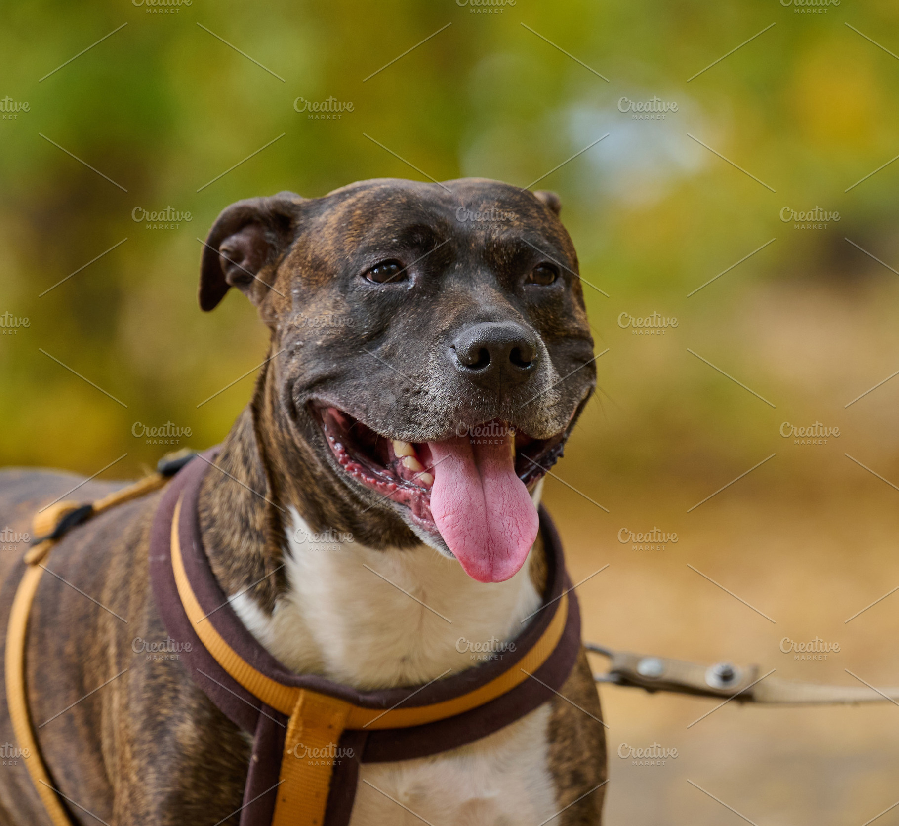 Dog American pit bull terrier stands in the autumn park and look, an Animal Photo by ndanko