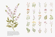 a wildflower meadow clipart set, a Decorative Illustration by Patishop Art (Thumbnail 9 of 12)