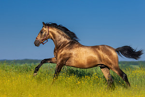 Golden bay Andalusian horse