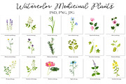 Watercolor Medicinal Plants, a Healthcare Illustration by cat_arch_angel (Thumbnail 4 of 7)