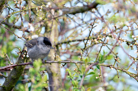 Male blackcap perched in a tree in spring., an Animal Photo by CreativePhotoSpain