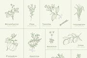 100+ plants bundle | vol. 1 + 2 + 3, an Illustration by Crocus Paperi (Thumbnail 3 of 18)