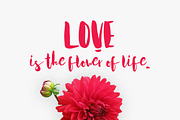 Acquainted Script Brush Font, a Script Font by Wewhitelist (Thumbnail 2 of 5)