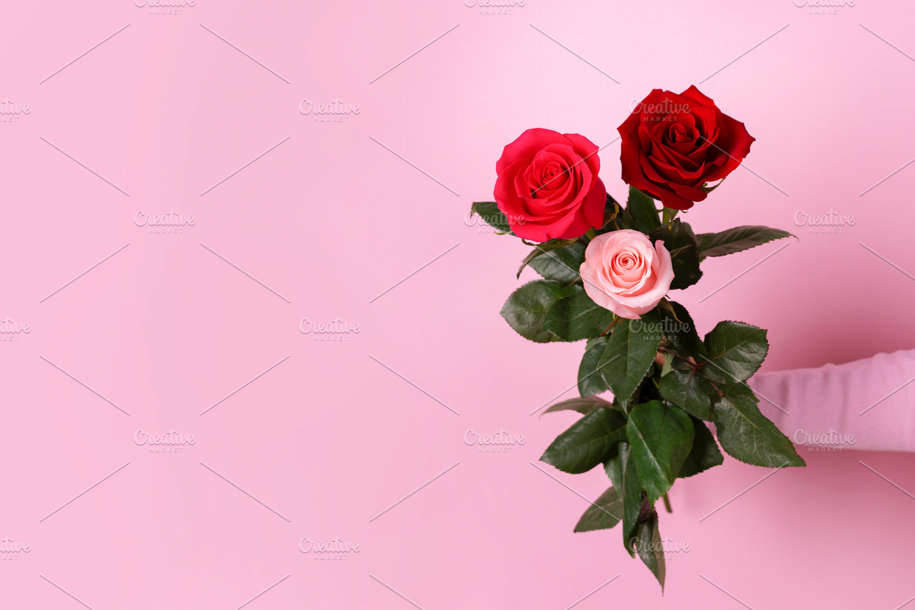 Vibrant red and pink roses with lush green leaves held against a, a Nature Photo by Ales Munt