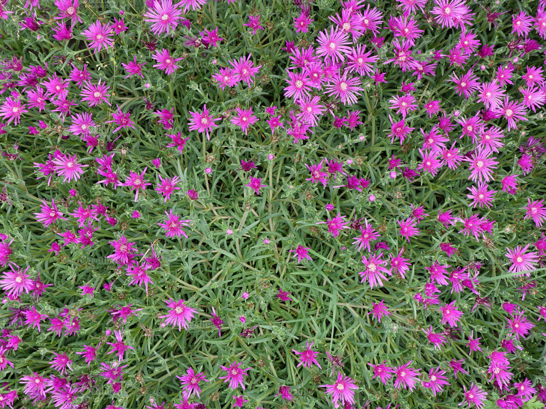trailing iceplant purple flower scient. name Lampranthus spectab, a Photo by WorldOfPhotos