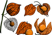 Hand drawn vector physalis.Tomatillo, a Decorative Illustration by Elena Mykhailenko (Thumbnail 5 of 9)