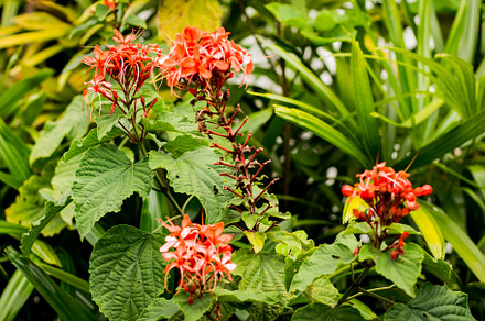 Red tropical flower