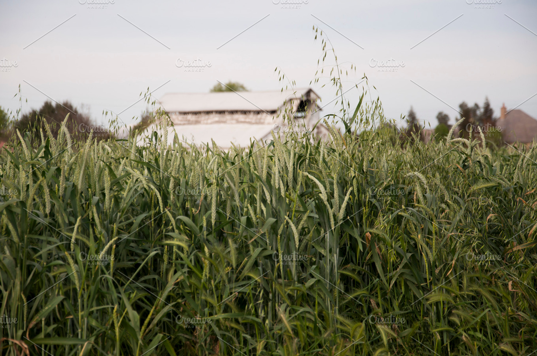 Barn containing nature, natural, and grain, a Nature Photo by r.r.palacios