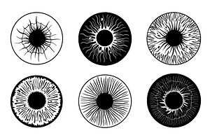 Human eye structure. Iris anatomical, an Object Illustration by Valerie Bodnar