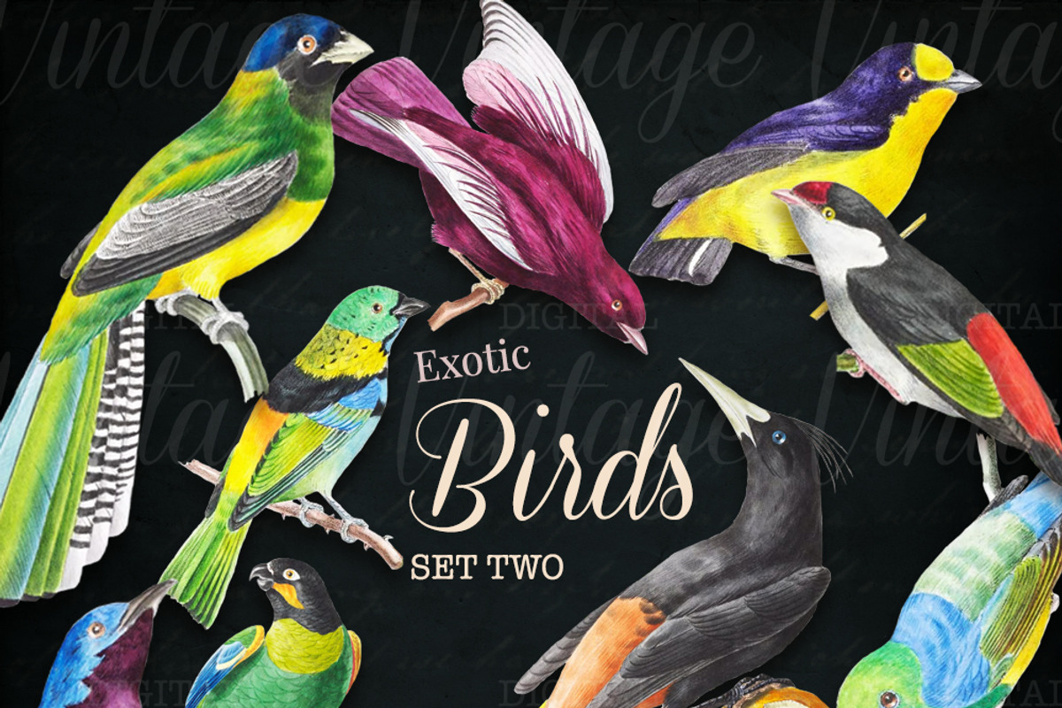 Exotic Birds Set 2, a Graphic by Digital Vintage (Photo 2 of 2)