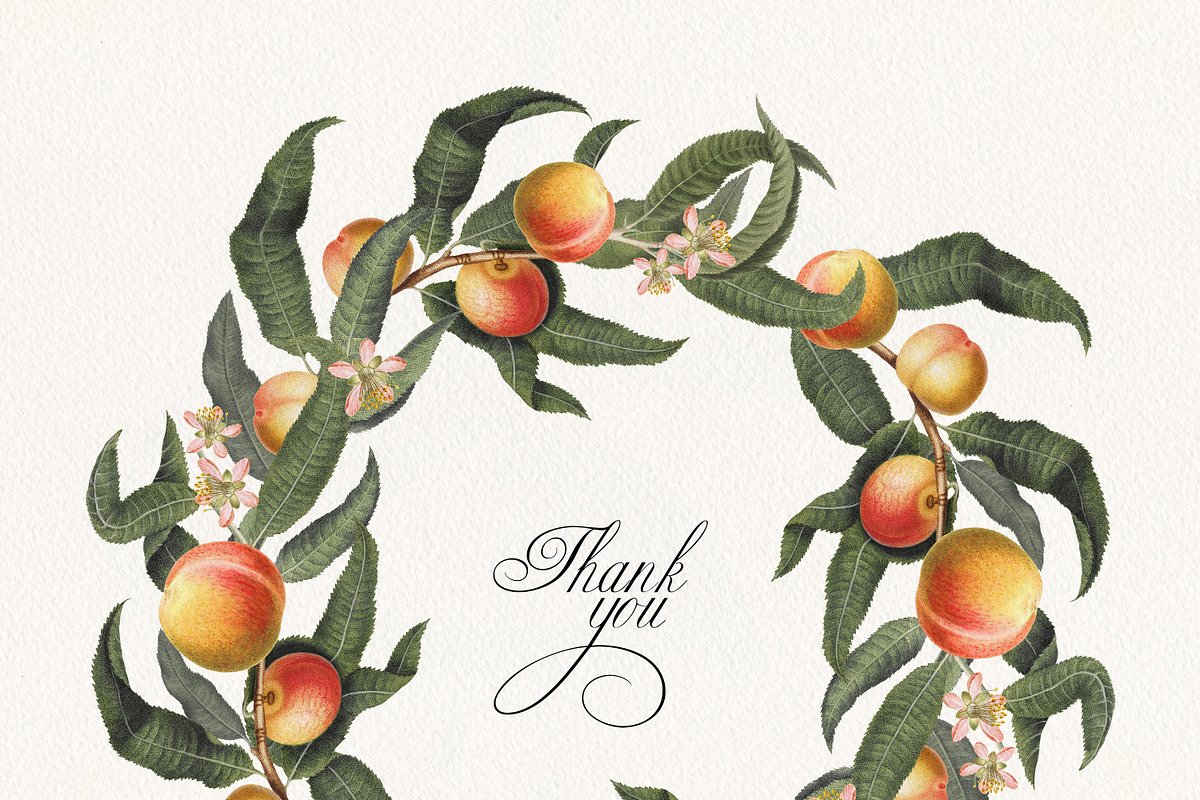 Vintage Peach Botanical Graphics #02, an Object Illustration by Olga Begak Art & Design (Photo 8 of 8)