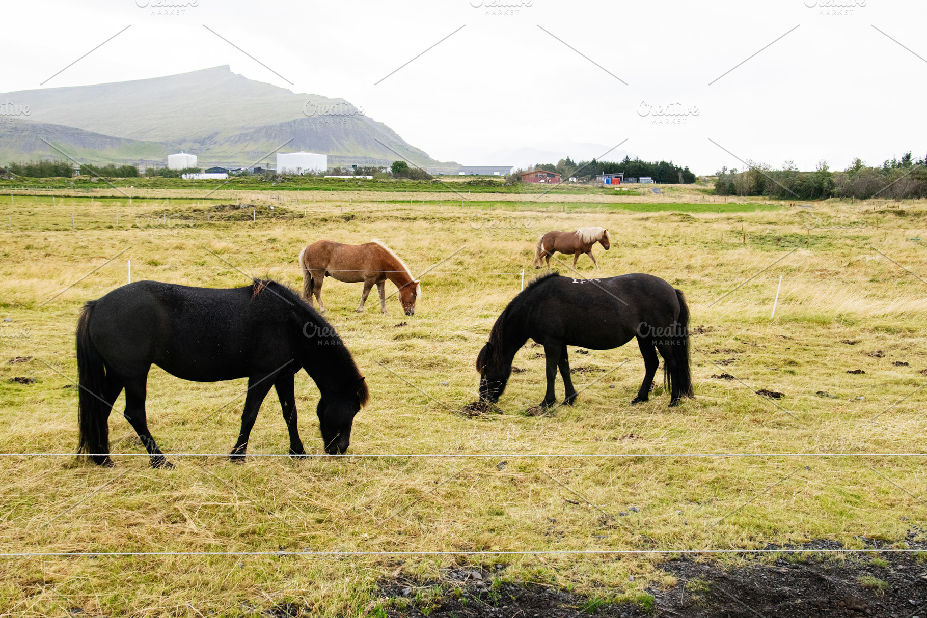 Horses grazing on scenic Icelandic farmland surrounded by lush meadows and moun, a Nature Photo by AS photostudio