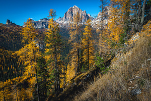Larch forest and lacy mountains, a Nature Photo by Alpine Dreams