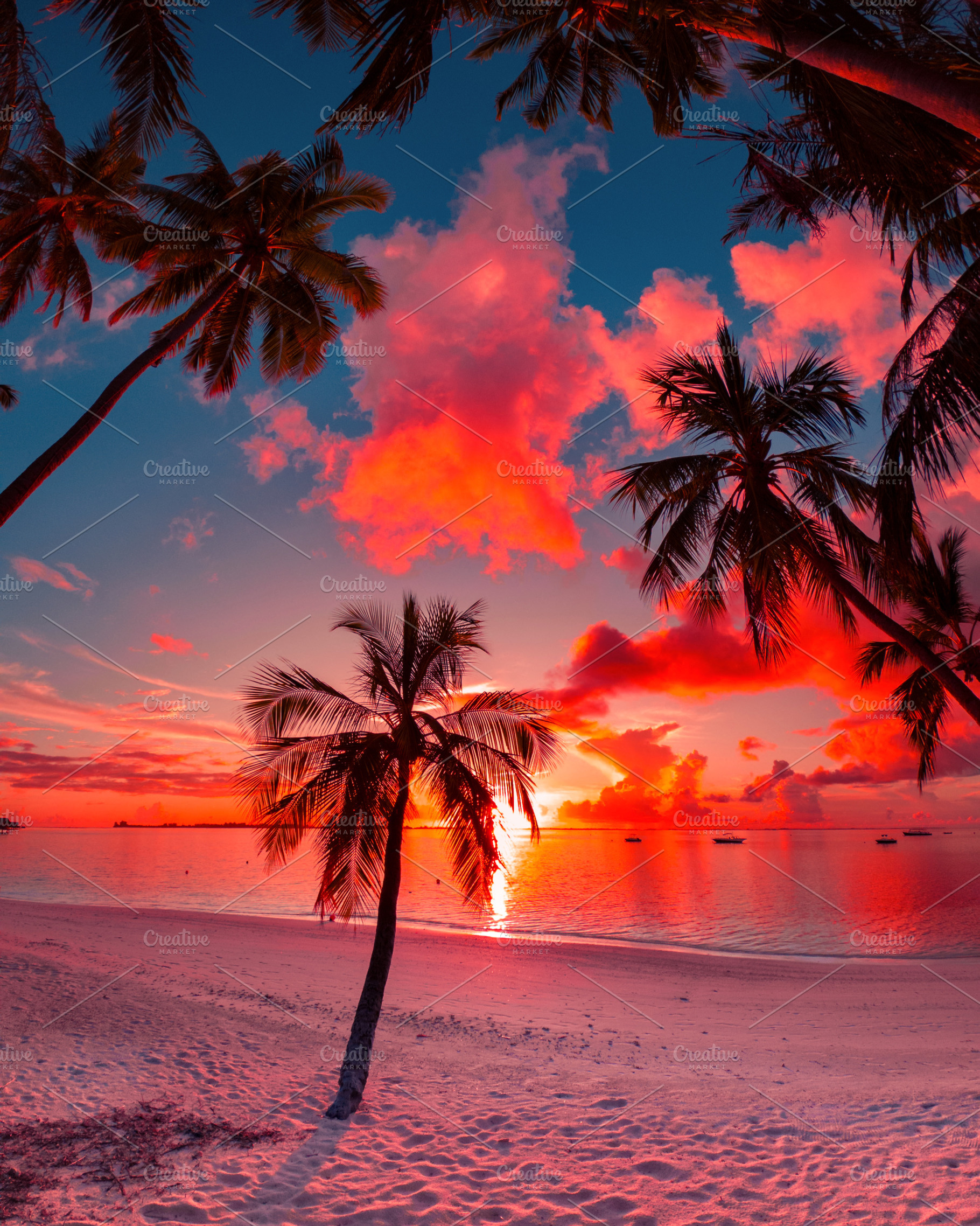 Sunset Beach Palm Tree, Maldives, a Nature Photo by shaafil