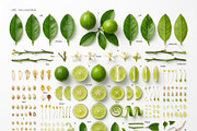 3 Botanical Knolling Elements Pack, an Education Illustration by StockVerse Creative (Thumbnail 4 of 4)