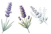 Watercolor lavender Clipart, an Illustration by Designworld (Thumbnail 4 of 5)