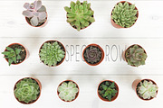 Succulent Photo Bundle, a Photo by Hudson Lark Studio (Thumbnail 4 of 8)