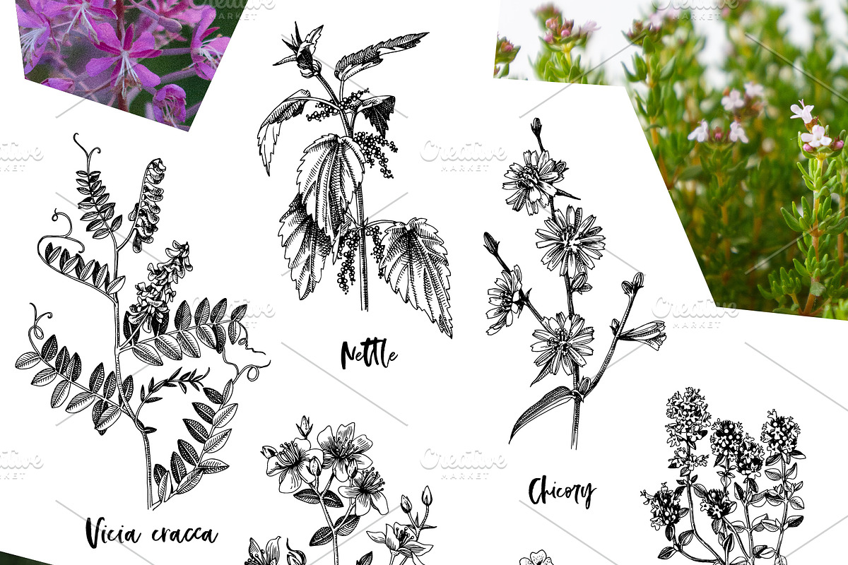 Hand drawn medicinal herbs, a Healthcare Illustration by handsketched (Photo 4 of 14)