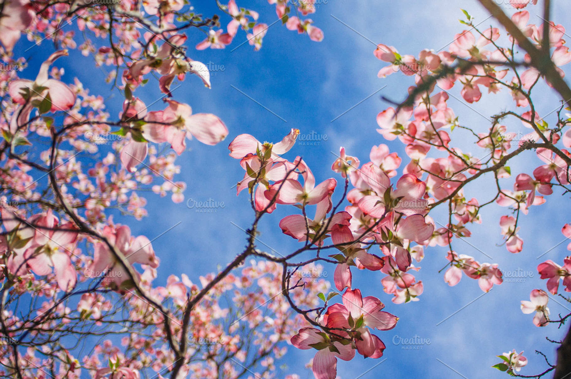 Cherry Blossom Stock Photograph