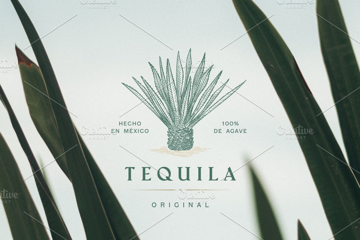 Agave hand drawn vector illustration, an Illustration by Fat Hamster (Photo 6 of 7)