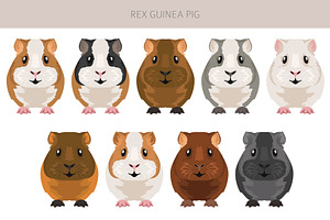 Rex Guinea Pig