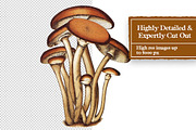 Vintage Fungi Digital Collage Pack, an Object Graphic by Collage Supply Co (Thumbnail 3 of 3)